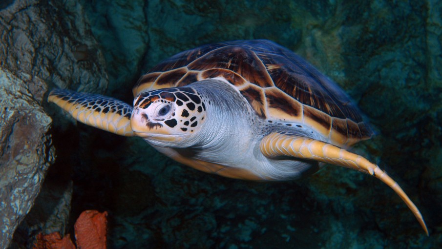 Aquarium4