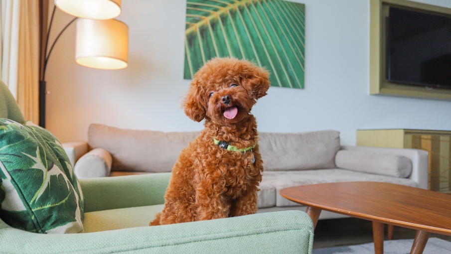 Pet Friendly 1 905x510 px