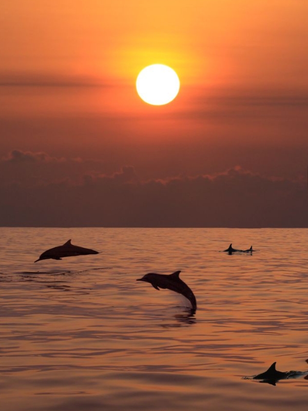 Dolphin Cruise​