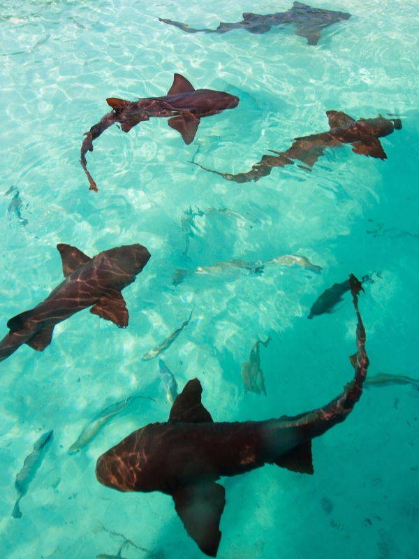 Nurse Shark Adventure​