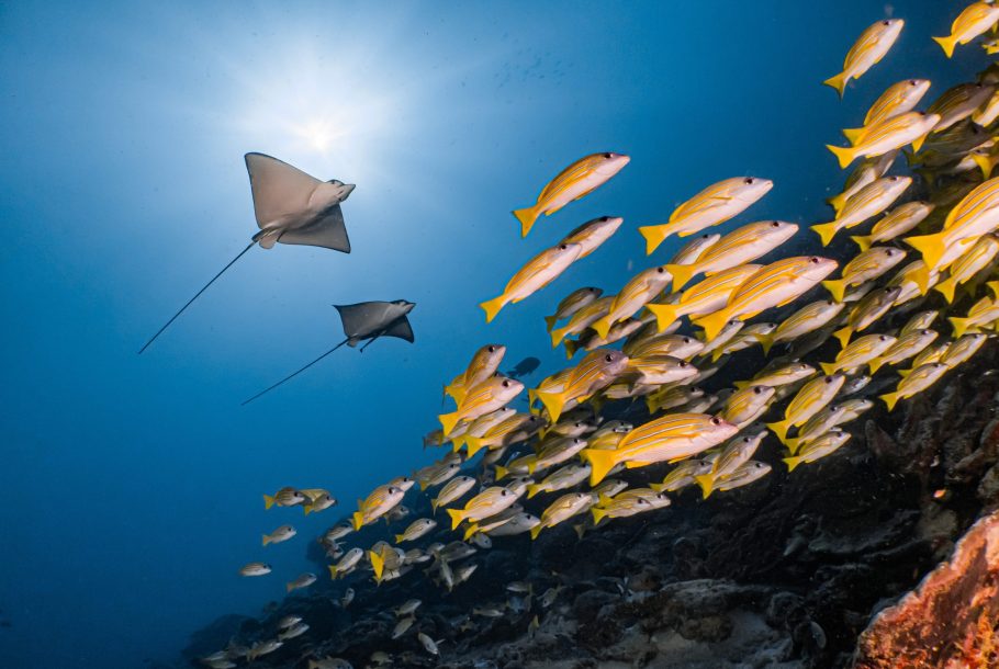 Mesmerising Feydhoo Finolhu
