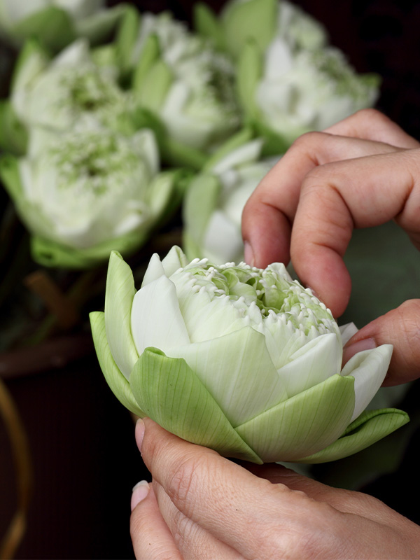 Graceful Serenity in Lotus Folding