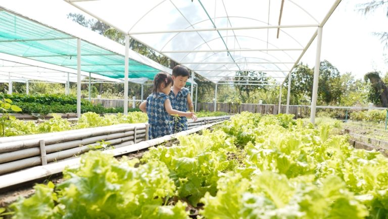 KidsFarmLife-Web-Gallery-905x510-1