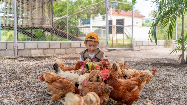 KidsFarmLife-Web-Gallery-905x510-8