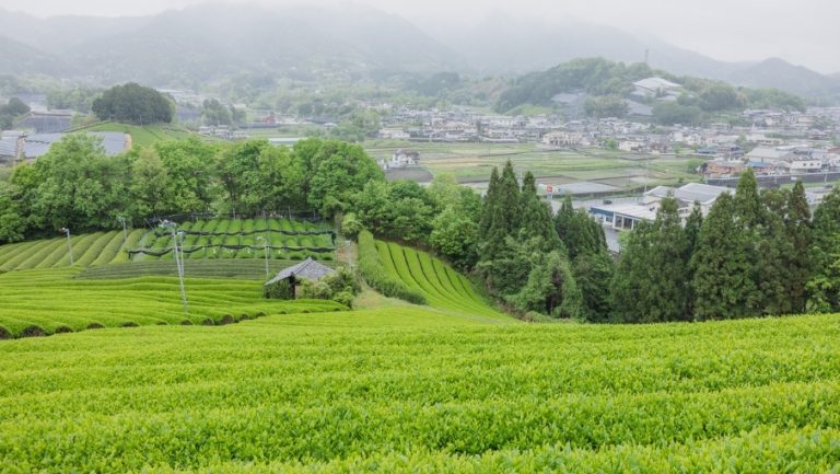 Hero Image 905x510 (17)