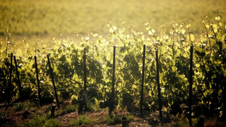 Hero Image 905x510 (14)