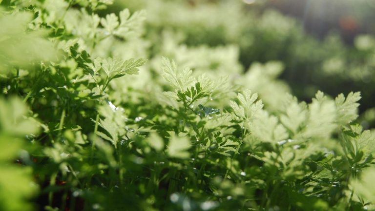 Hero Image 905x510 (2)