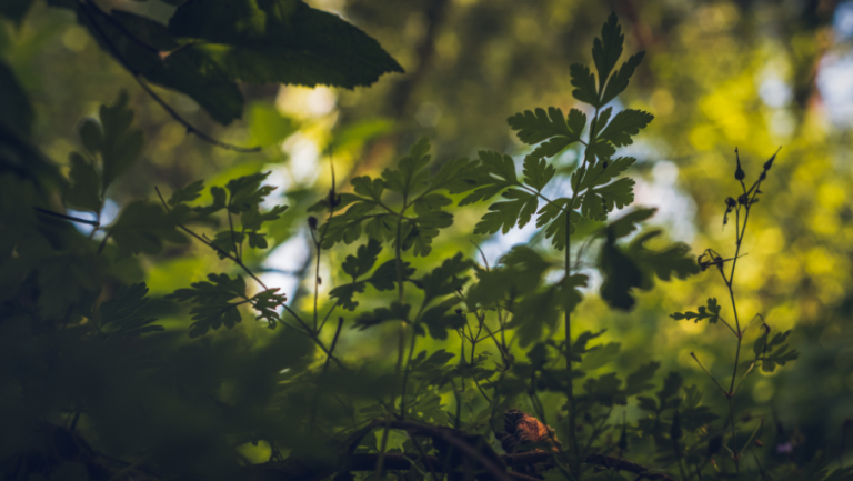 Earth Day - Web Gallery